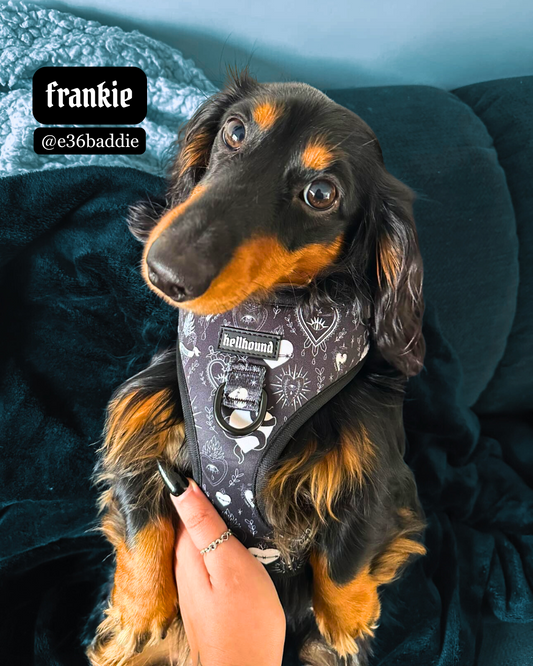 sacred heart - adjustable harness