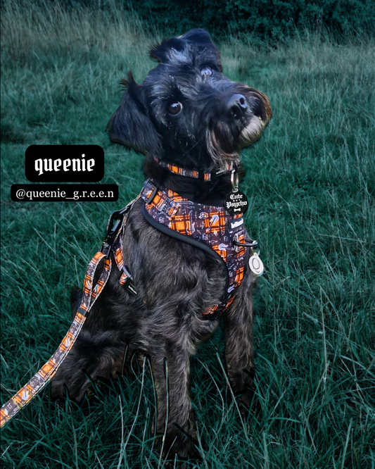 pup punk - adjustable lead