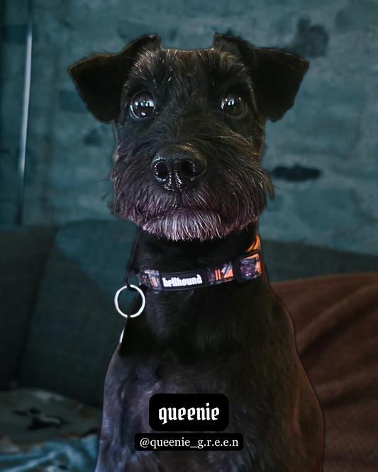 pup punk - padded collar