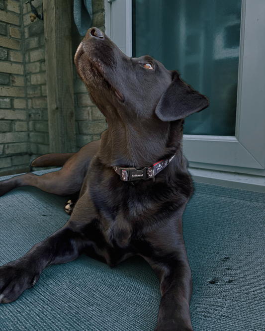 sacred heart - padded collar