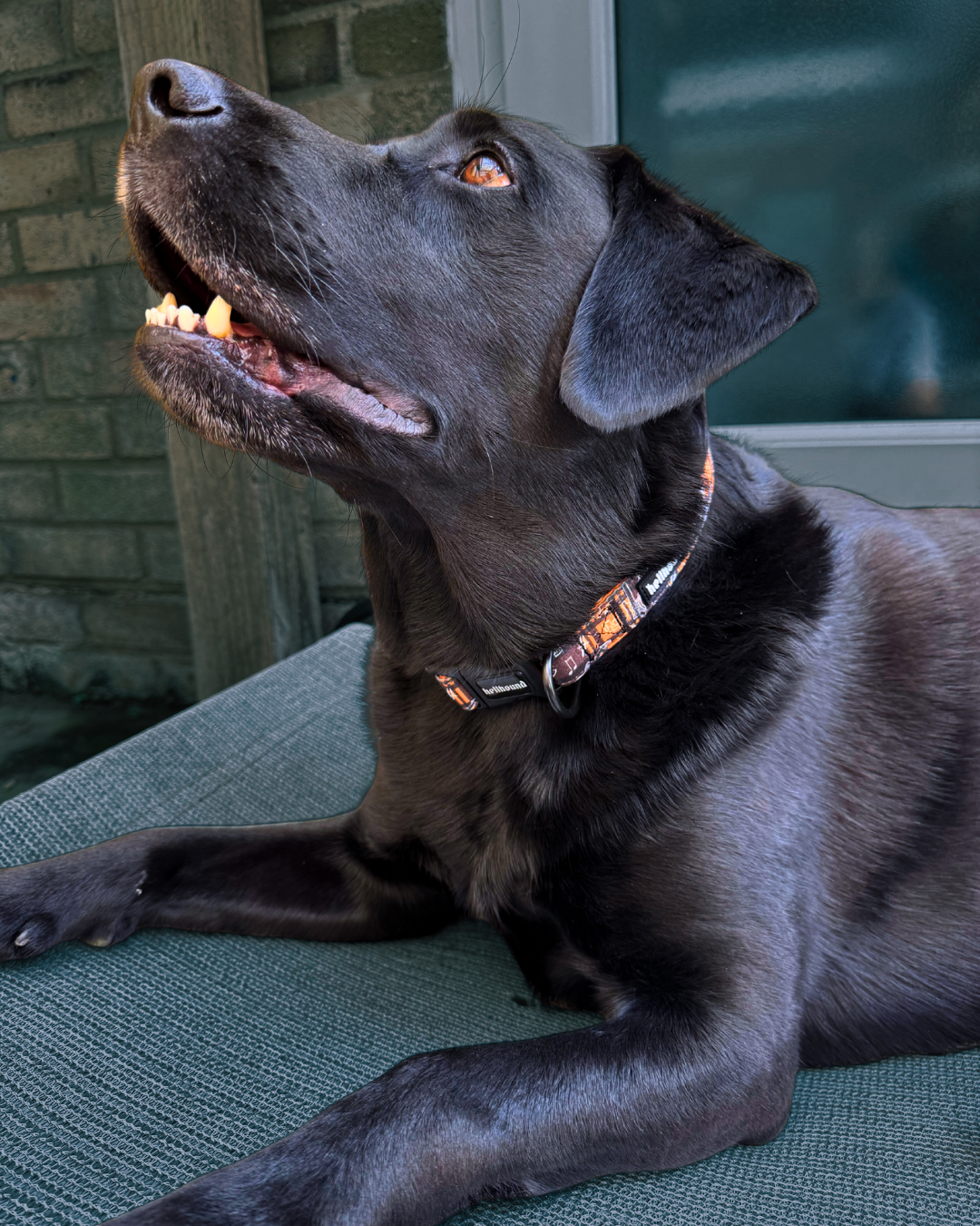 pup punk - padded collar