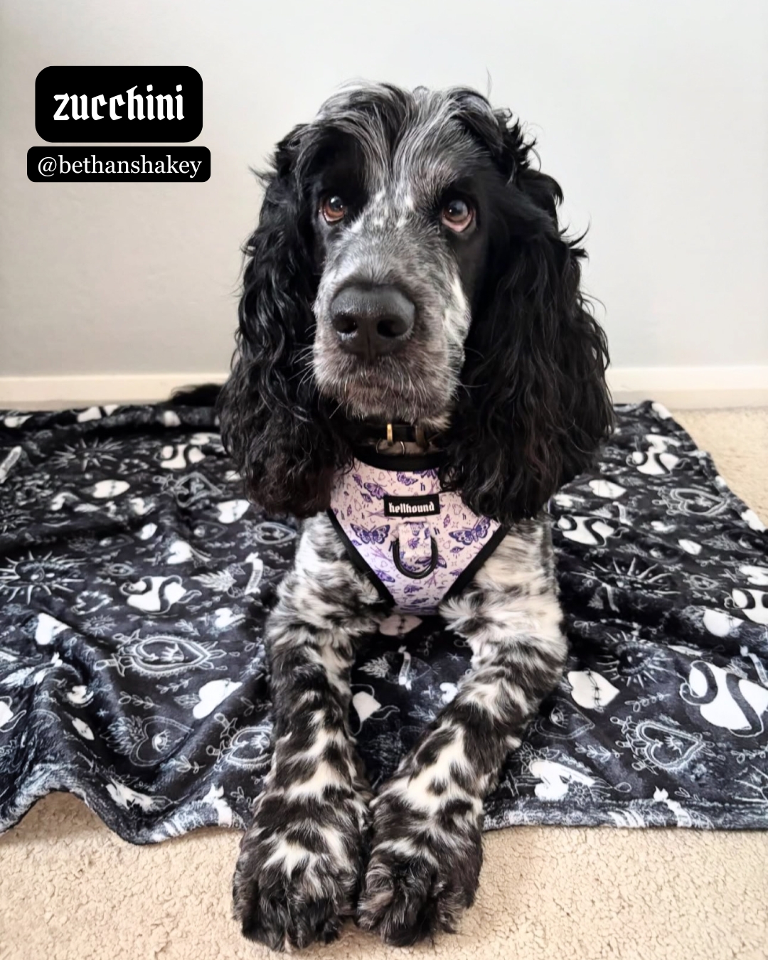 sacred heart - dog blanket