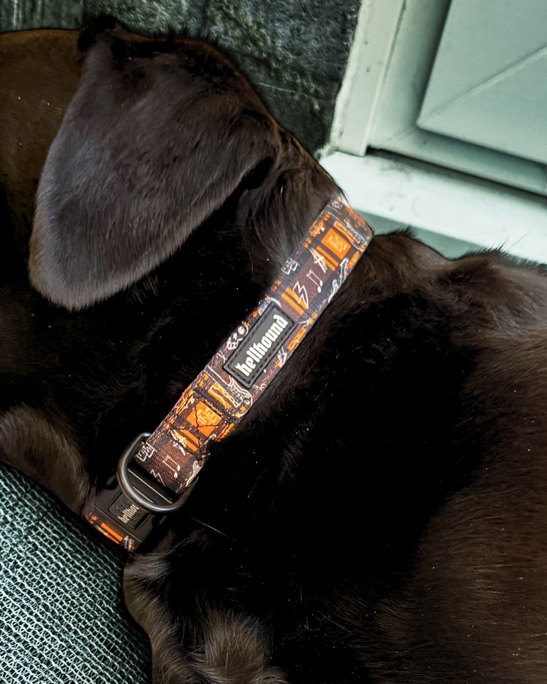 pup punk - padded collar